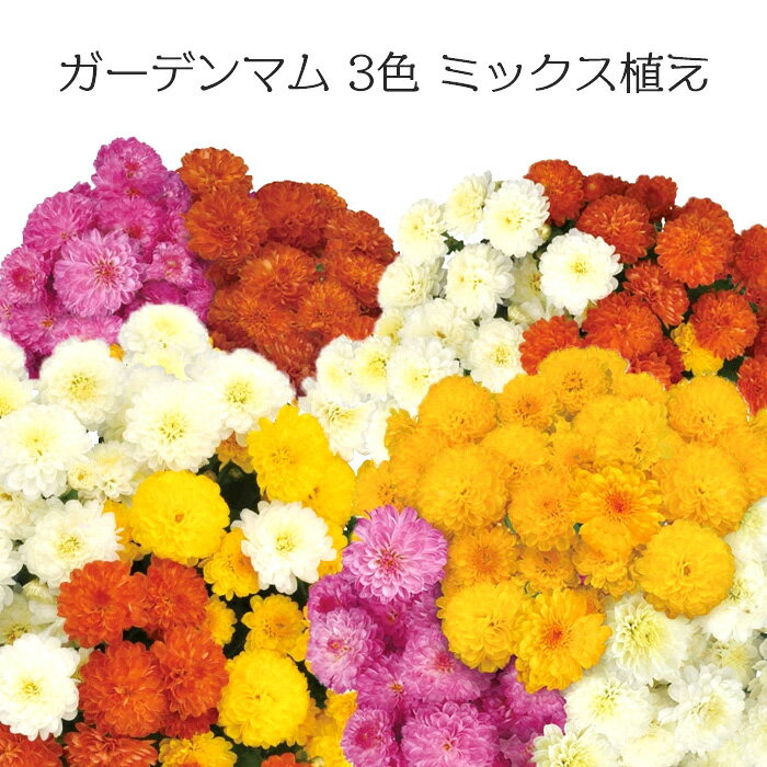 ガーデンマム ジジ 3色ミックス植え 4号 プラ鉢 花苗[秋苗]のサムネイル