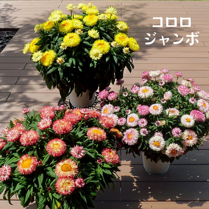 2月に植える人気の植物！花や野菜など育てやすい植物のおすすめは？