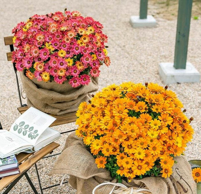 PW オステオスペルマム キャンディフィールズ 花苗 3号[春苗]のサムネイル