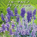 栄養系ブルーサルビア アトランティック 3号 ロングポット 花苗[夏苗]