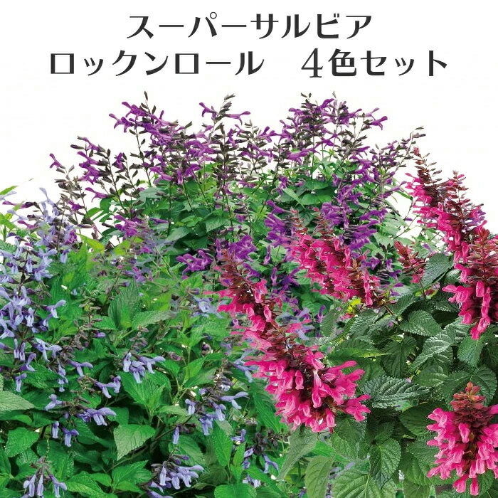 Salvia - 【4色セット】PW 宿根サルビア スーパー サルビア ロックンロール 花苗 4色計4P 3号 [夏苗]