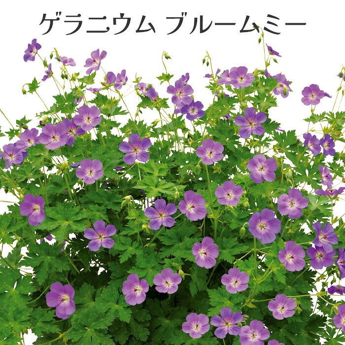 楽天市場】ゲラニウム種の通販