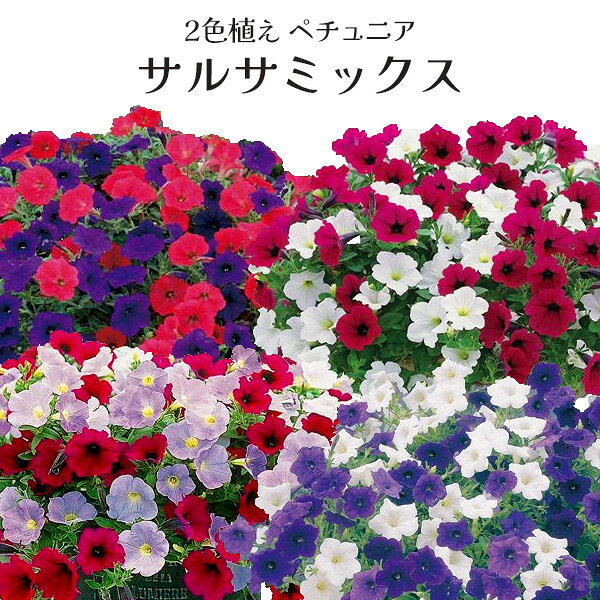 楽天市場】サルサミックスの通販 