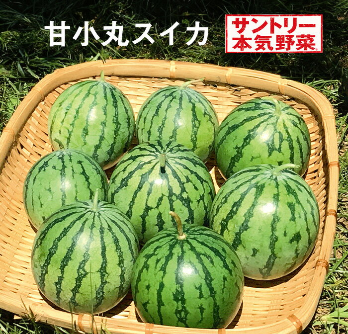サントリー 本気野菜 スイカ苗 甘小丸スイカ 3.5号 接木苗[夏苗予約]