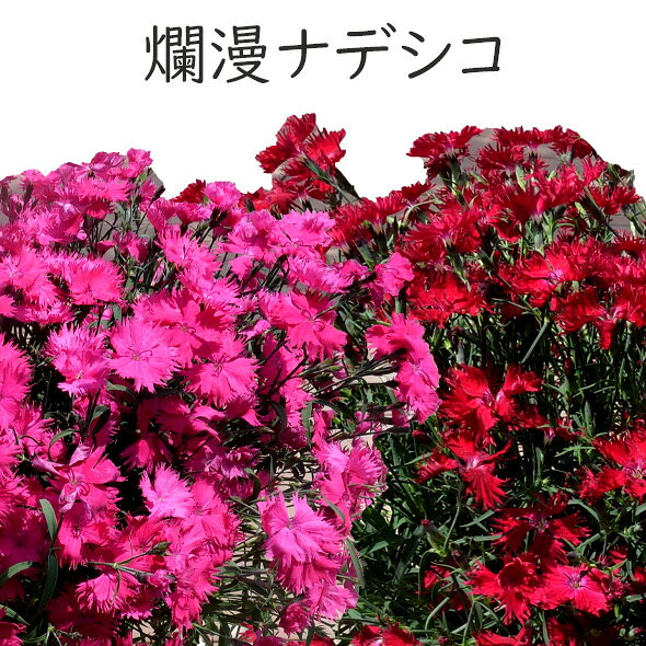 楽天市場】花苗 なでしこの通販