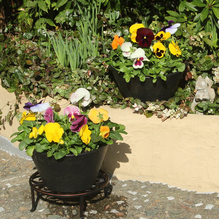 【処分セール】 【花鉢】パンジー カラフル 多色植え 鉢植え 9号 開花鉢 充実 ギフト 年末 御歳暮