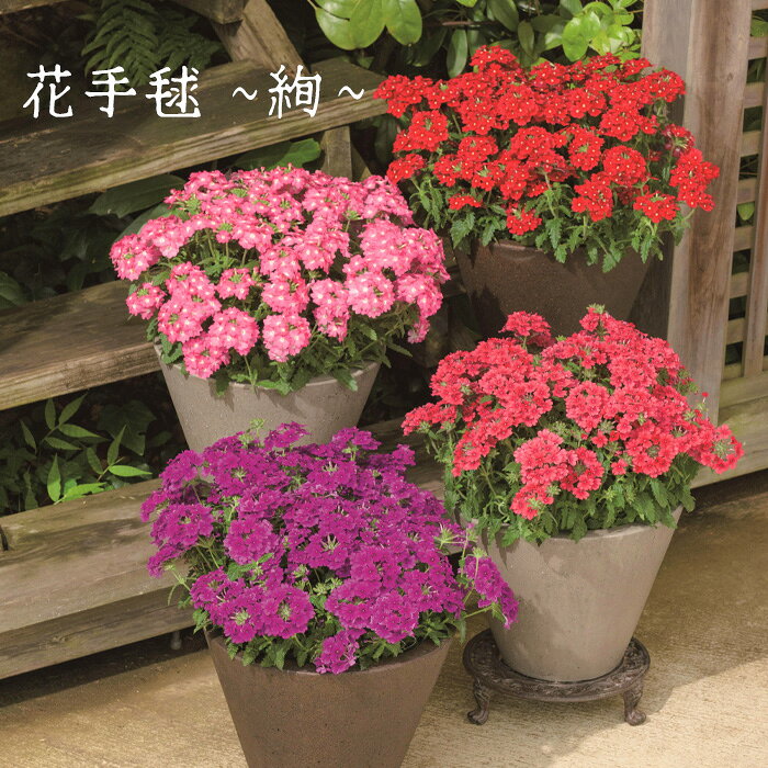 サントリー バーベナ 花手毬 絢 3号 花苗 [春苗予約]