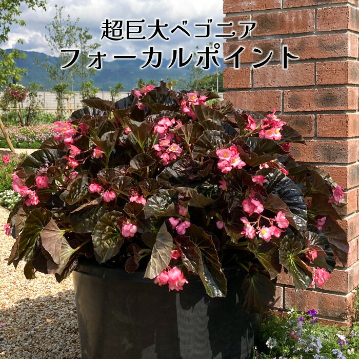 乐天商城 - サントリー 超巨大ベゴニア フォーカルポイント 3.5号 [夏苗予約]