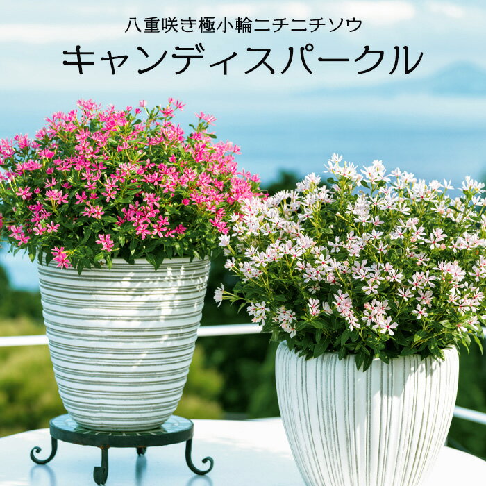 乐天商城 - サントリー 八重咲き 極小輪 ニチニチソウ キャンディスパークル 3.5号 花苗[夏苗予約]