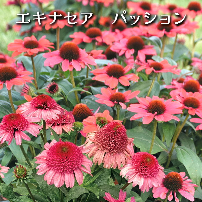 楽天市場】エキナセア種（苗物｜ガーデニング・農業）：花・ガーデン
