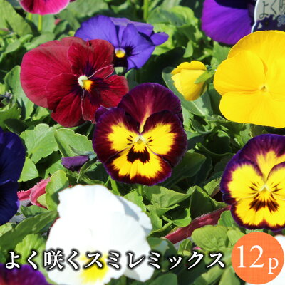 パンジーとビオラの違いは 本当は同じ 見分け方を画像で解説 みゆ庭 パンジーとビオラの違いは 本当は同じ 見分け方を画像で解説 みゆ庭