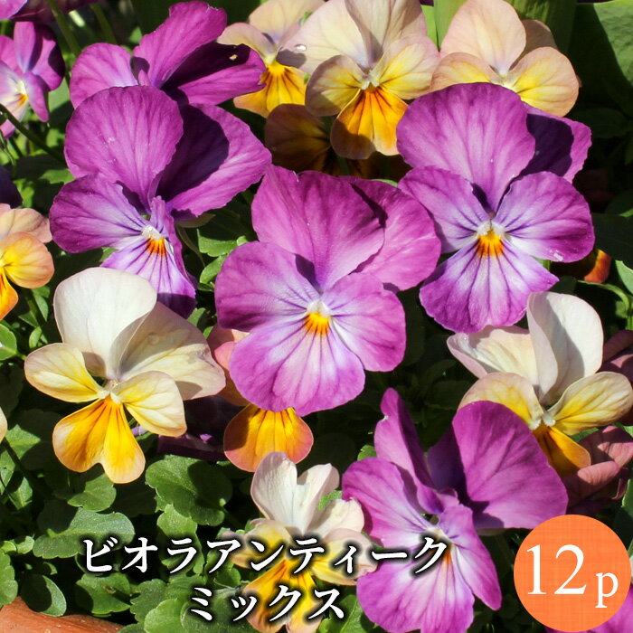 ビオラ アンティーク系4-6品種 パープル 赤紫 花苗 12ポットミックス セット ［冬一年草］ヴィオラ 人気ビオラ生産者 エフェクト Effect 品質重視