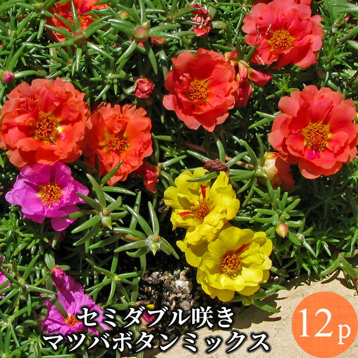 食用にもできる ポーチュラカの花言葉をご紹介 意味の由来や開花する時期も解説 暮らし の