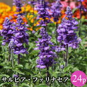 サルビア ファリナセア 花苗 24ポットセット