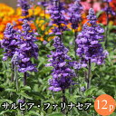 【対象商品】 サルビア ファリナセア 12ポットミックス 花苗セット[春苗一年草]