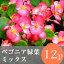 なごみ ベゴニア 緑葉 花苗 12ポットミックス