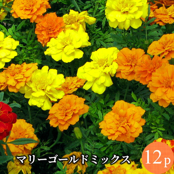 6月に植える花といえば おすすめ品種10選をご紹介 植える時期や見頃の季節も 暮らし の