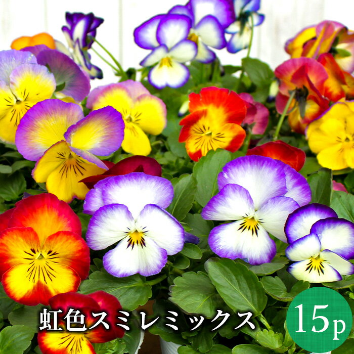 虹色スミレ プレミアム パンジー 花苗 15ポットミックス セット[冬一年草] にじいろ すみれのサムネイル