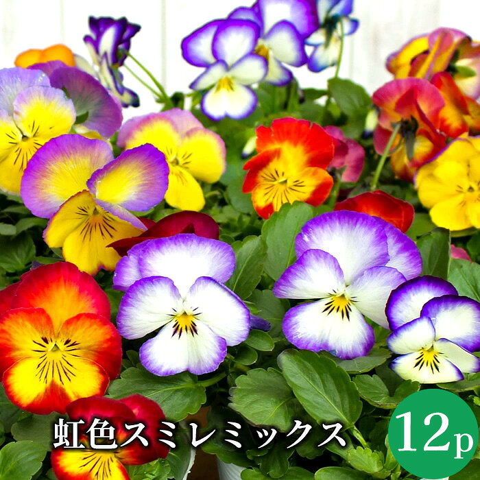 虹色スミレ プレミアム パンジー 花苗 12ポットミックス セット[冬一年草] にじいろ すみれ リカちゃん サカタのタネ 人気生産者 品質重視