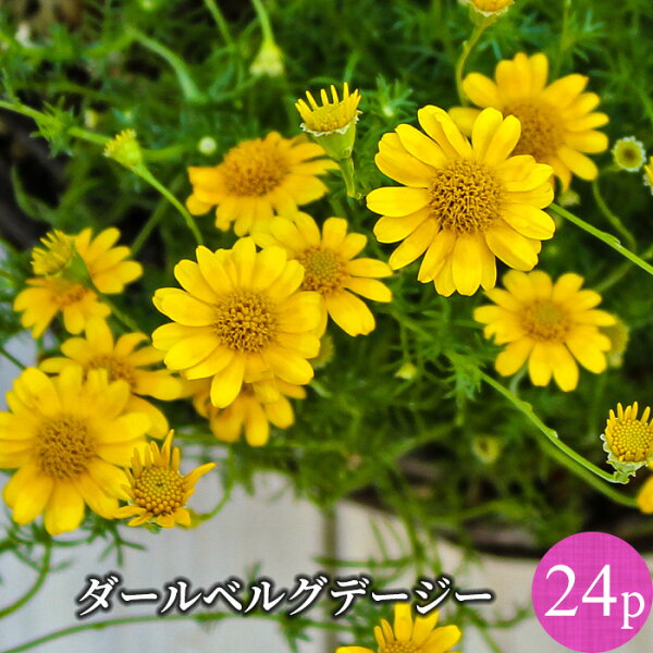 春の花 一覧 みんな探してる人気モノ 春の花 一覧 スポーツ アウトドア 春の花 一覧 みんな探してる人気モノ 春の花 一覧 スポーツ アウトドア