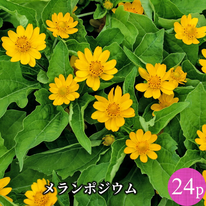 【対象商品】 メランポジウム（メランポディウム）花苗 24ポットセット[夏苗一年草]