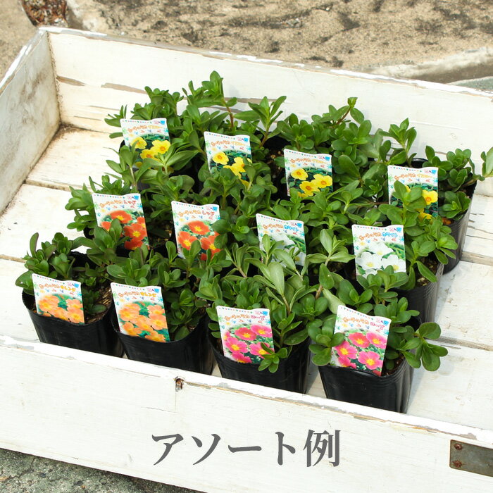 食用にもできる ポーチュラカの花言葉をご紹介 意味の由来や開花する時期も解説 Kurashi No