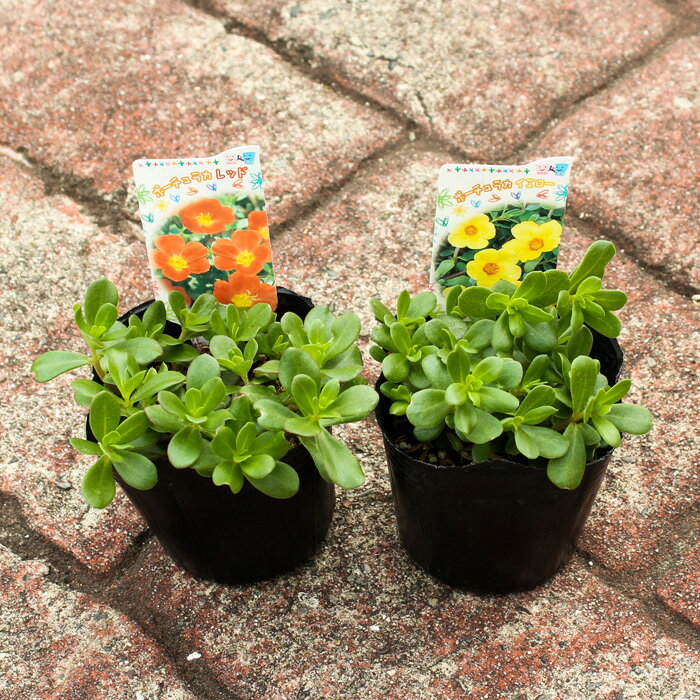 食用にもできる ポーチュラカの花言葉をご紹介 意味の由来や開花する時期も解説 Kurashi No
