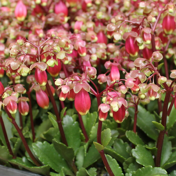 【処分セール】 カランコエ ウェンディ 花苗 2号[春苗]半日蔭 明るい室内OK