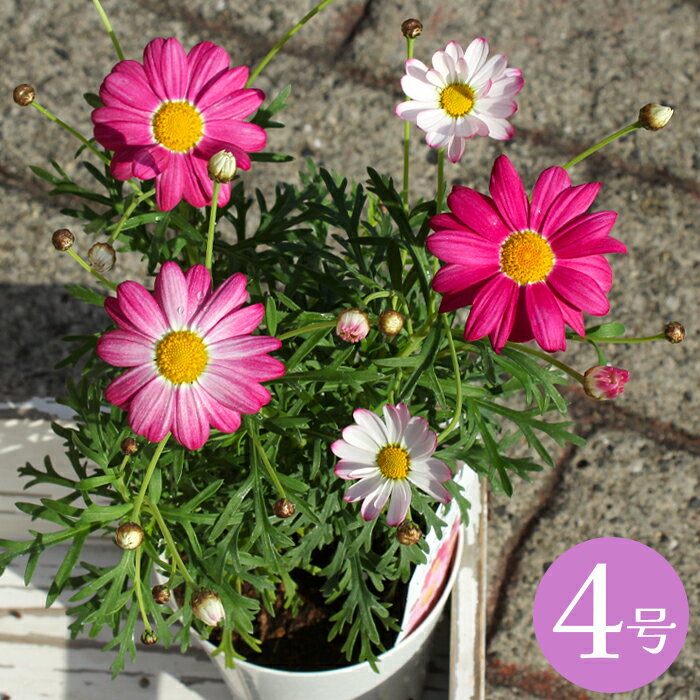 鉢花 マーガレット PW・FSブルーム 4号 鉢 大株 12cmポット
