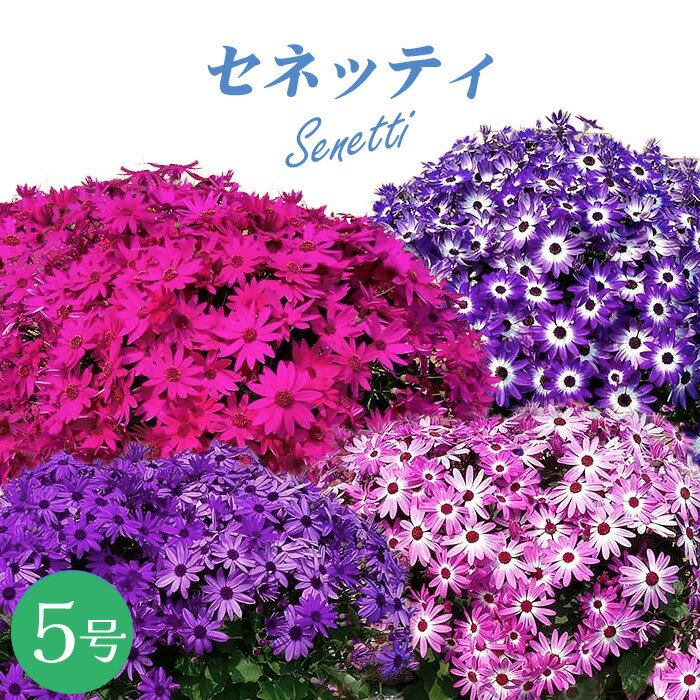 【初売りSALE】 【花付き5号鉢】 サントリー セネッティ 豪華咲き 5号 大鉢のサムネイル