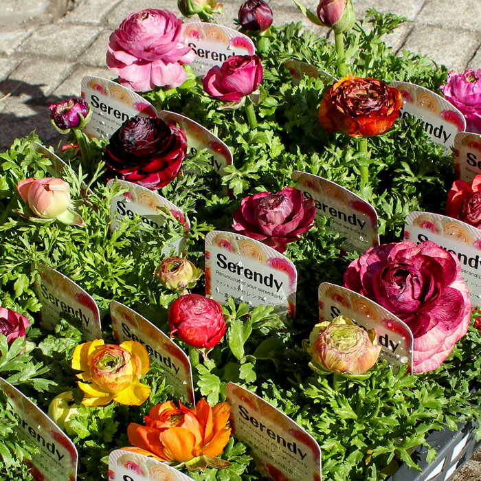 【花色お任せ】ラナンキュラス セレンディ アンティーク 色系 3.5号 花苗[春苗]のサムネイル