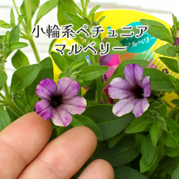 花芳育種 小輪系 ペチュニア マルベリー 花苗 3.5号