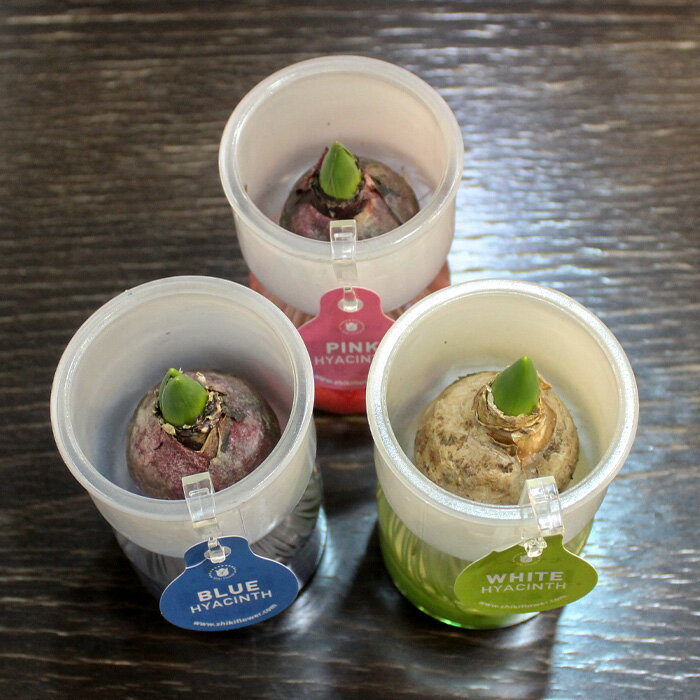 �������ǳڤ��� ���饹�ƴ����� �ҥ䥷�� �庬 ������ �ӥ� ��̺��� ��̲������