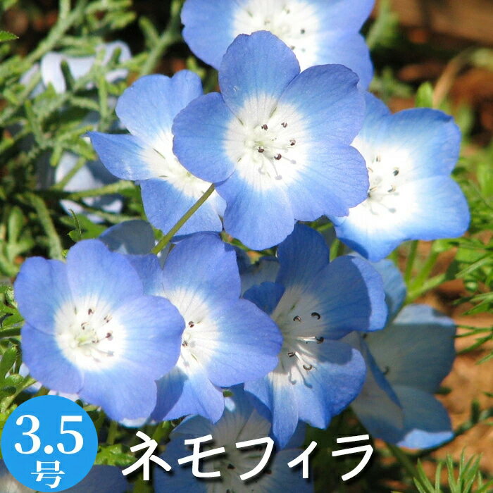 ネモフィラ メンジェシー ブルー （インシグニス ブルー） 花苗 3.5号 大苗 充実株 1ポット単位 [春苗］