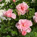 【処分セール】 【鉢植え】ミニバラ ミスピーチ姫 ピンク系 4号 鉢花 花付き
