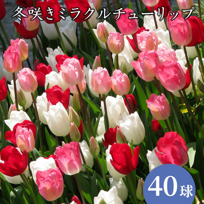 【送料無料】冬咲きミラクル チューリップ 冷蔵処理 促成栽培 オランダ産 球根 大袋40球入