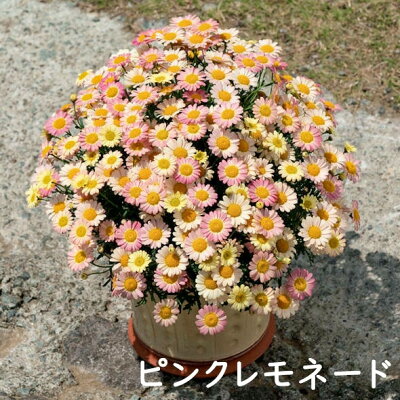 ボンザマーガレットの育て方 つぼみが枯れる 花が小さい時の対処法 2ページ目 Botanica ボンザマーガレットの育て方 つぼみが枯れる 花が小さい時の対処法 2ページ目 Botanica