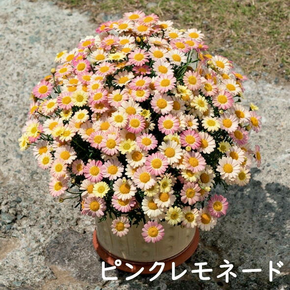 ボンザマーガレットの育て方 つぼみが枯れる 花が小さい時の対処法 2ページ目 Botanica