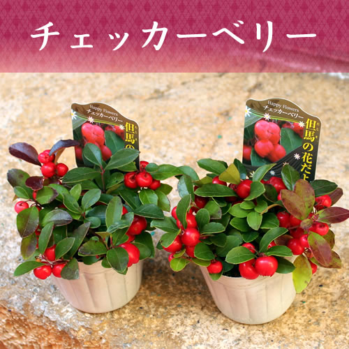 赤い実の チェッカーベリー （ゴーチェリア）3号 実付き苗 良い生産者さんの充実株[秋苗予約]11/15のサムネイル