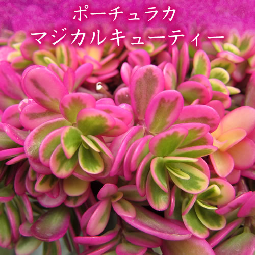 楽天市場】ポーチュラカ(花・ガーデン・DIY)の通販 楽天市場】ポーチュラカ(花・ガーデン・DIY)の通販