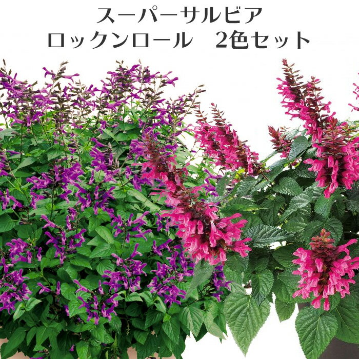 （販売終了）宿根サルビア スーパー サルビア ロックンロール ディープパープル ピンクスパイダー 2色セット 3.5号のサムネイル