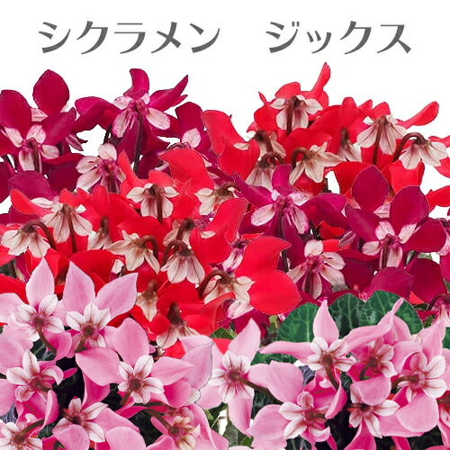 シクラメン ジックス フラワーセレクション受賞 3号 秀品 花苗 [秋苗]のサムネイル