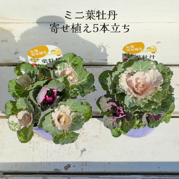 【 ブラックフライデー2025 】寄せ植え用 ミニ 葉牡丹 寄せ植え5本立 スプレータイプ 専門店用苗 3.5号サイズ[冬苗予約]