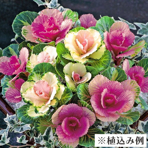 冬の寄せ植えに最適な植物おすすめ８選 寒さに強い花での上手な作り方も解説 Kurashi No