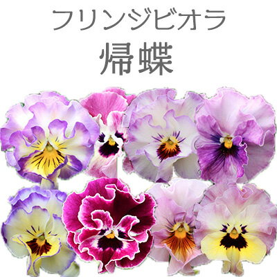 フリンジビオラ 帰蝶 きちょう 花色お任せ 3号 花苗[冬苗]のサムネイル