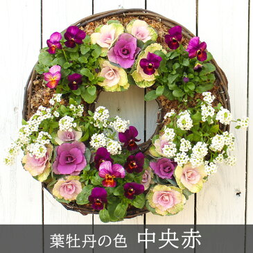 花ギフト なごみ 寄せ植え リース 植付済 完成品 ミニ葉牡丹 ビオラ アリッサム(中サイズ)【同梱不可】【送料計算対象外】玄関 入口 お正月飾り お歳暮