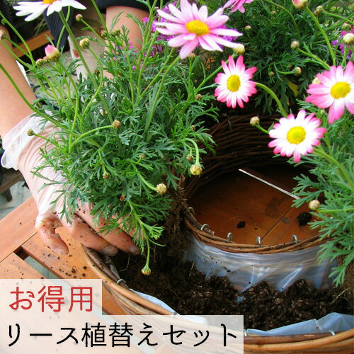 【リース植替えセット】ペルー産水苔A級150g＋[リース専用土5L 6袋] ハンギング用 