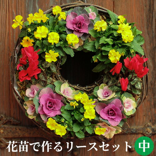 [定番 中] リース セット 花苗で作る ハンギングリース 壁掛け 鉢