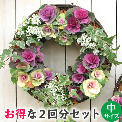 [お得な2回分]中サイズ リース セット 花苗で作る なごみ ハンギングリース 壁掛け 鉢 園芸教室 簡単制作 母の日 寄せ植え向き カゴ中1＋水苔+専用土が2回分 