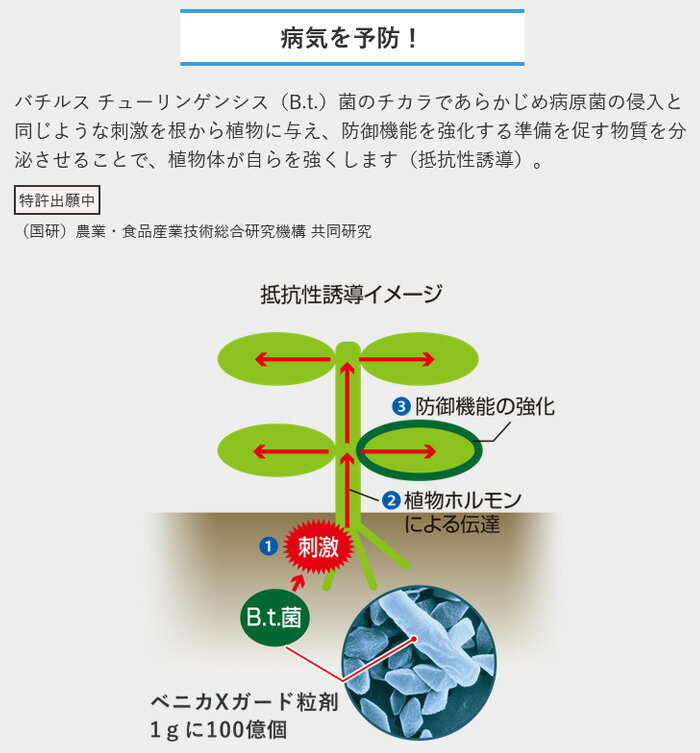 ベニカX ガード 粒剤 550g 徳用 虫 病気 予防 殺虫剤 殺菌剤 粒剤 園芸薬剤